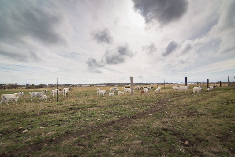 A Labor of Love at Scurlock Farms in TX Farmstay