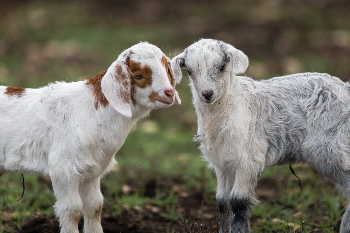 Scurlock Farms, Georgetown, TX | FarmStay USA