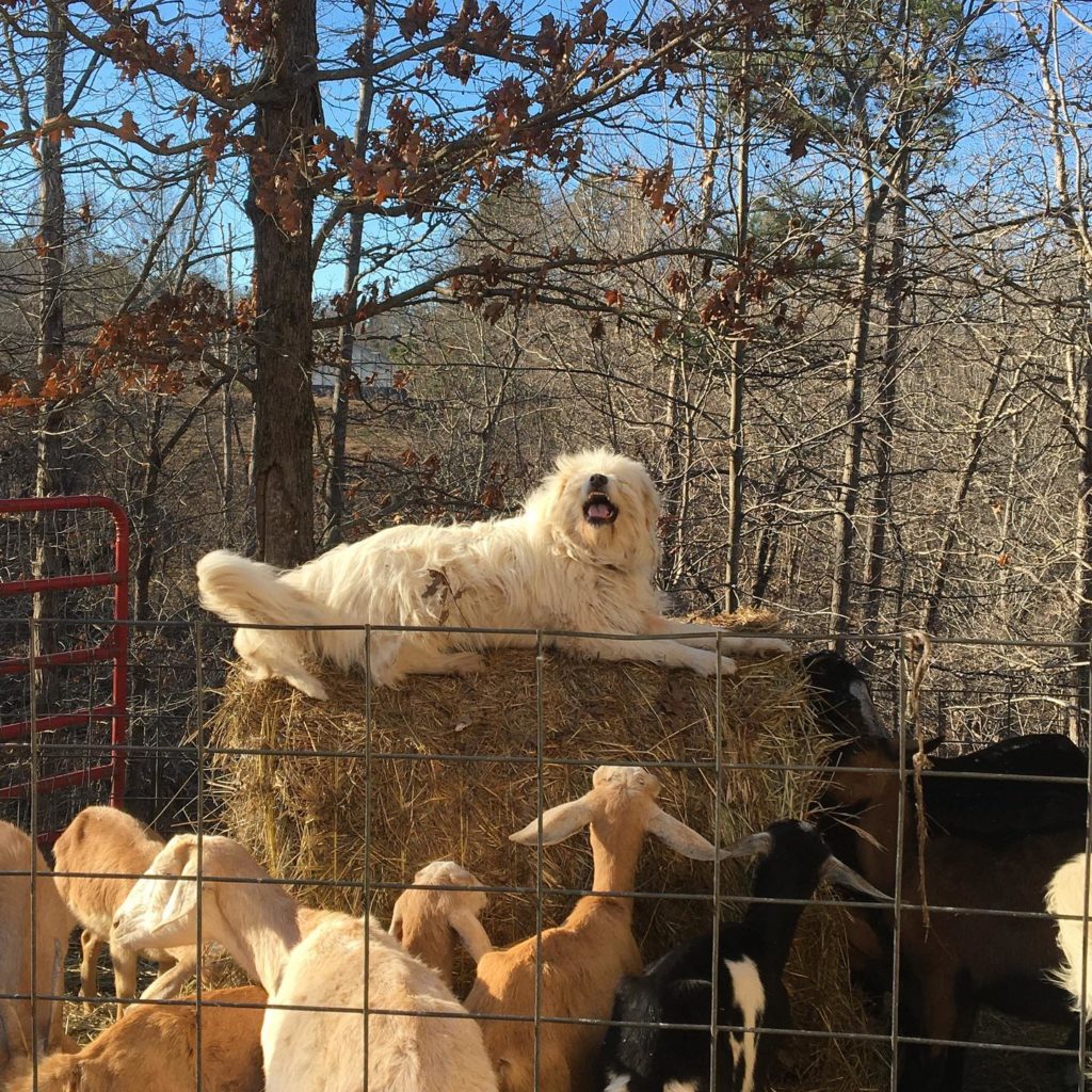 Dogwood Hills Guest Farm, Harriet, AR | Farm Stay USA