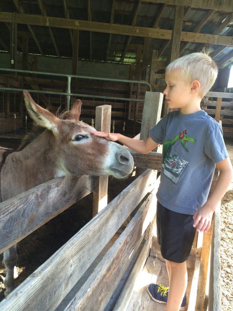 East Fork Farm, Marshall, NC | FarmStay USA