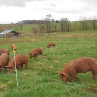 Pigs can be entertaining too
