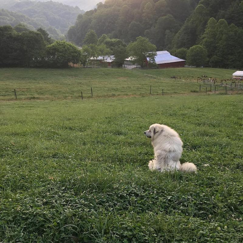 East Fork Farm, Marshall, NC | FarmStay USA