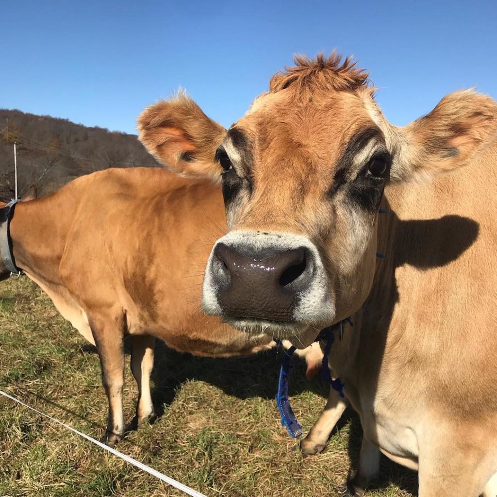 Stony Creek Farmstead cow | FarmStay USA