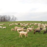 Watch the sheep in the pasture