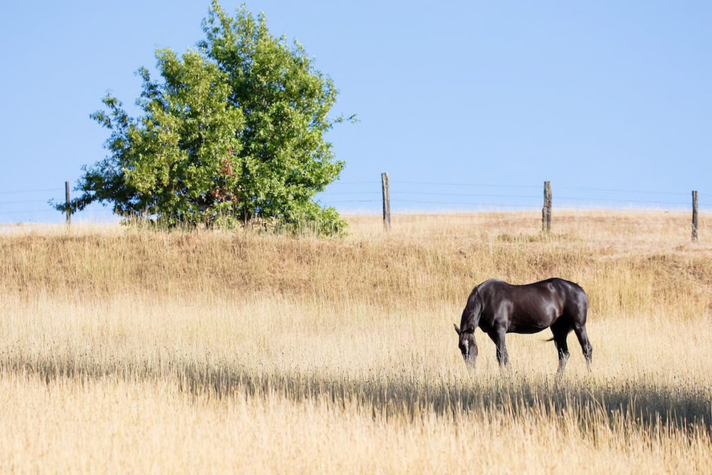 Lucky Goat Family Farm, Big Sur, CA | FarmStay USA