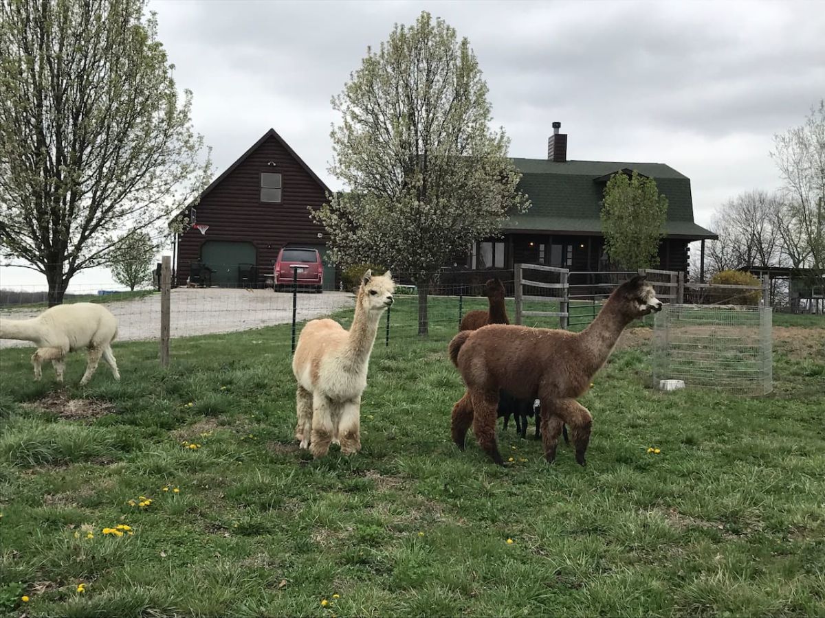 Green Meadows Alpaca Ranch - Farm Stay USA