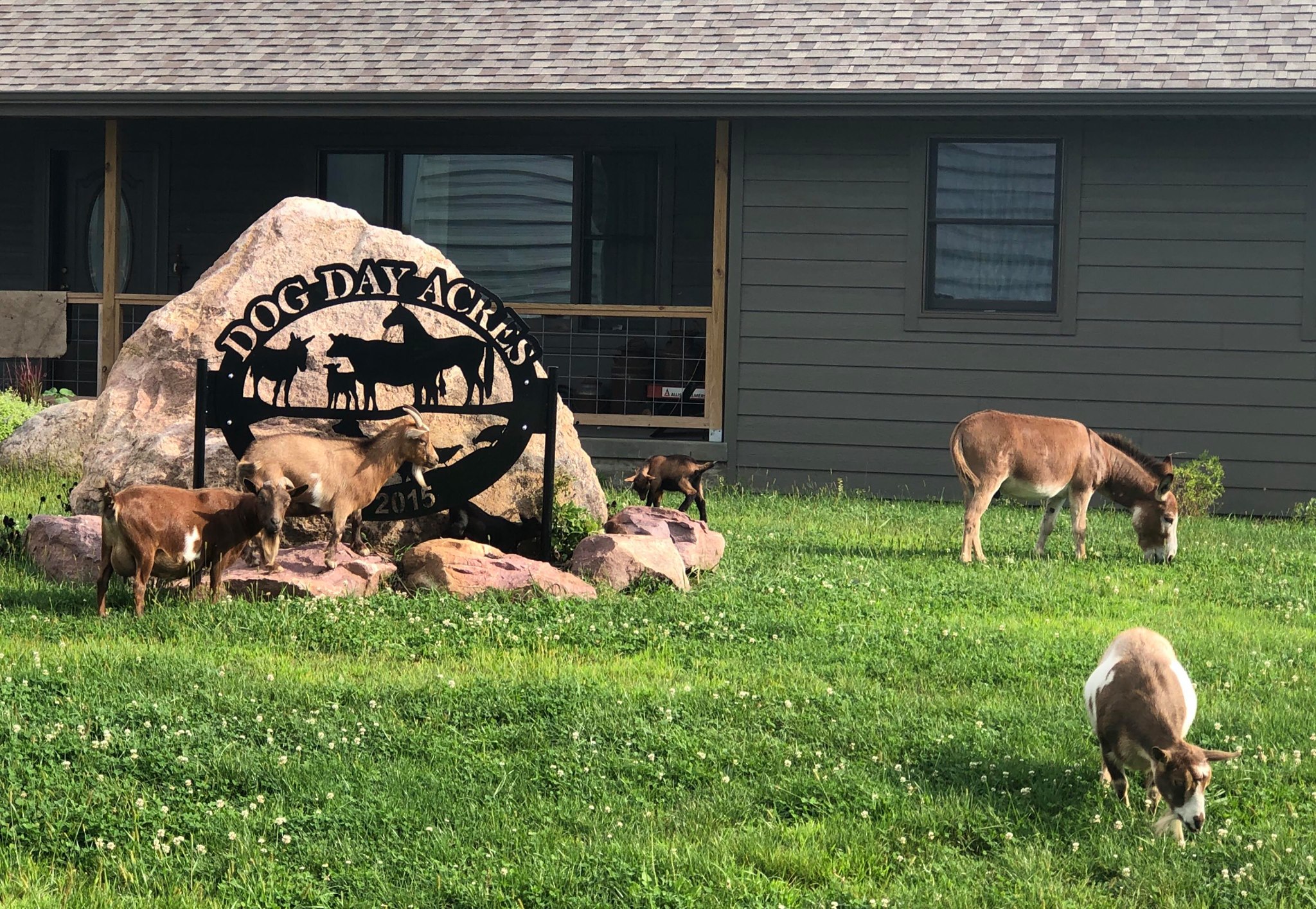 Dog Day Acres Land & Cattle Co Farmstay