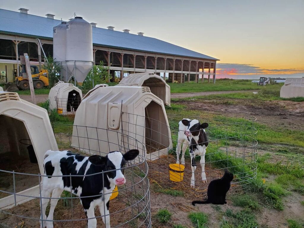 New Day Dairy | Farm Stay USA