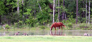 Splendor Farms