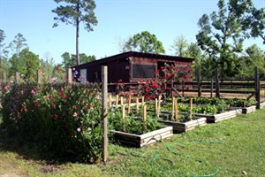 Kitchen garden at Splendor Farms