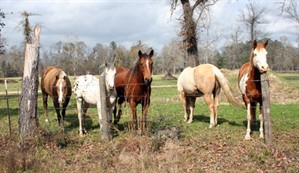 Meet the neighbors at Splendor Farms