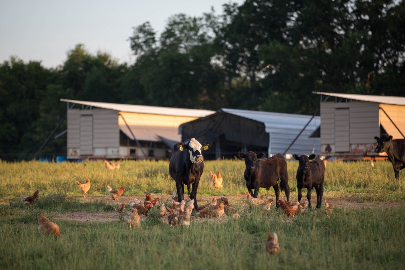 White Oak Pastures, Bluffton, Georgia | Farm Stay USA