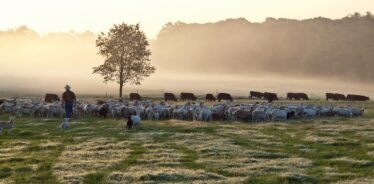 White Oak Pastures, Bluffton, Georgia | Farm Stay USA