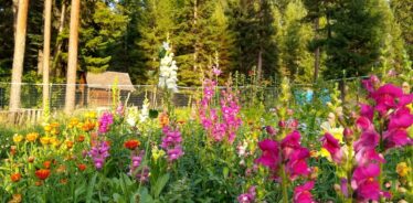 Sanctuary Farm Montana | Farm Stay USA
