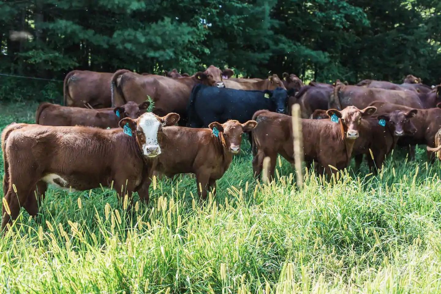 Graceful Acres Farmstay at Otter Creek Farm - Farmstay