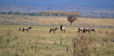 Henry's Fork Ranch ID | Farm Stay USA
