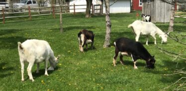 Scholl Farms | Farm Stay USA