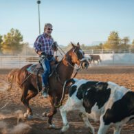 cattle drive riding horses