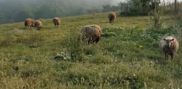 Echo Valley Farm WI | Farm Stay USA