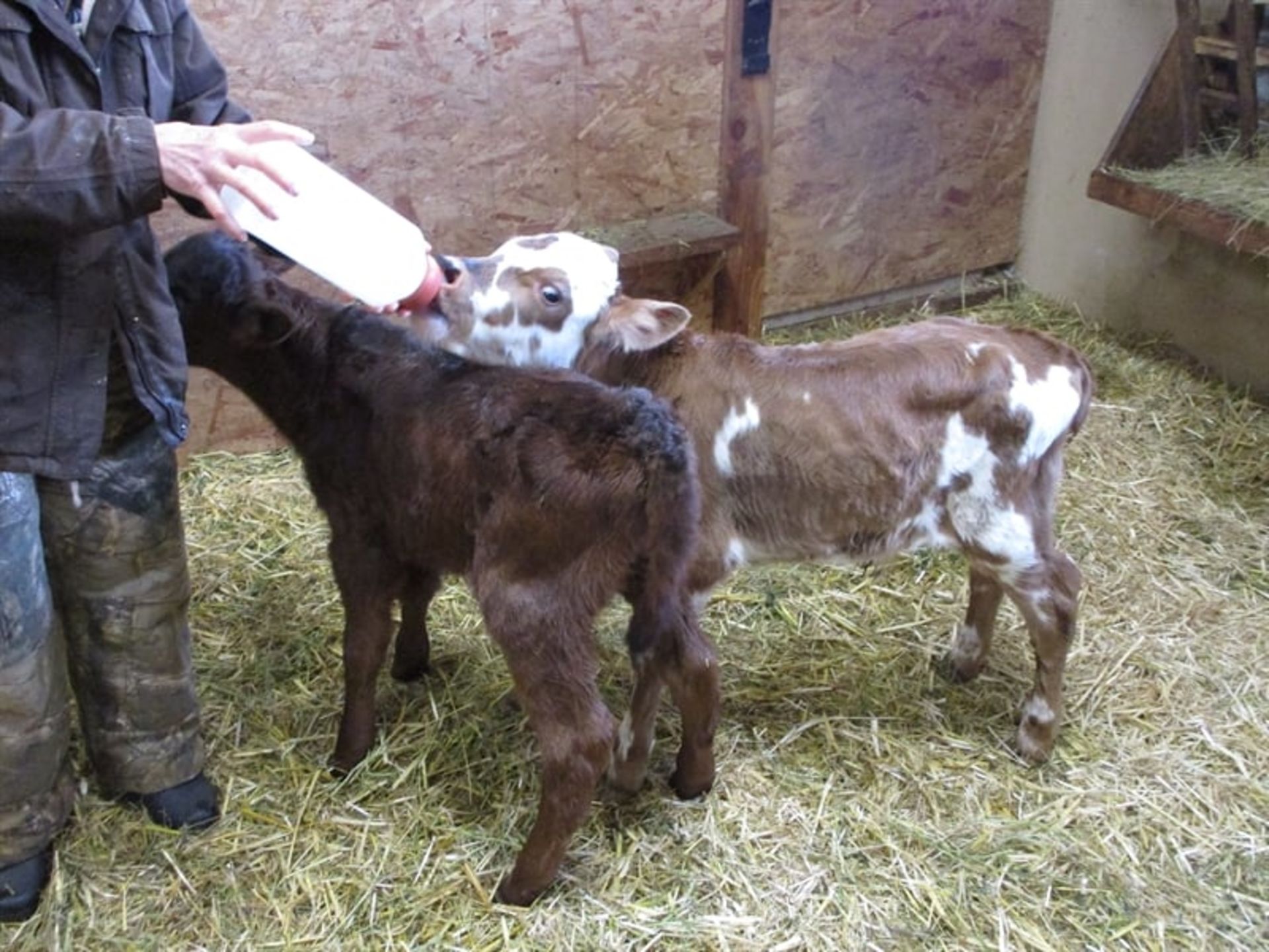 Rising Star Farm Farm Stay USA