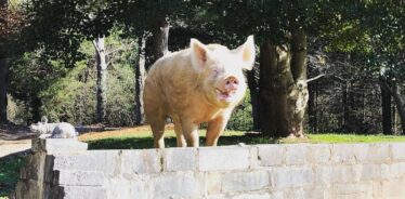 a pig on a cement wall