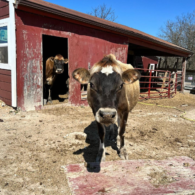 jersey cows