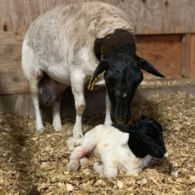 Dorper sheep and lamb