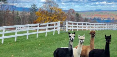 Westlake Farm NH | Farm Stay USA