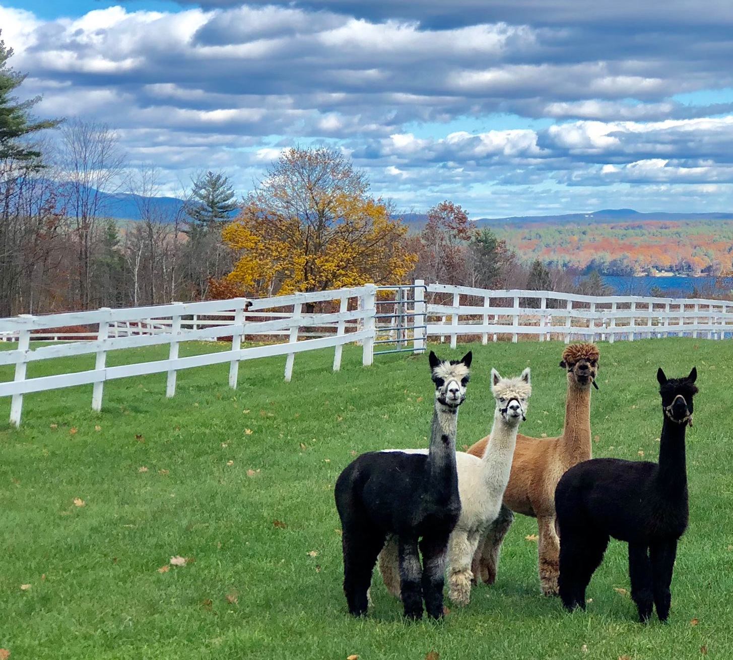 westlake-farm-farm-stay-usa