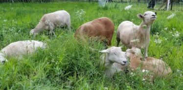 Three Springs Homestead MI | Farm Stay USA