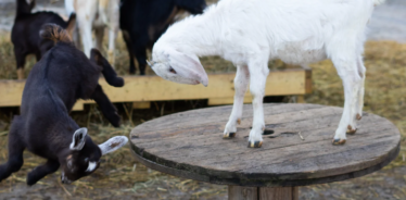 goats playing