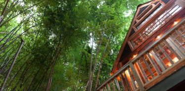a treehouse with bamboo surrounding it