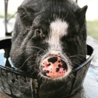 pigs getting a wash up