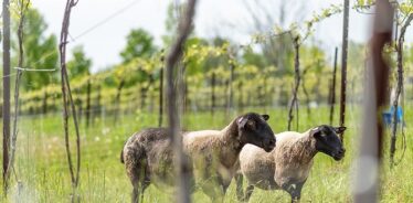 2 sheep walking through vineyard