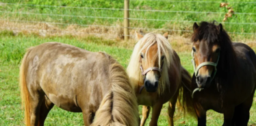 ponies grazing