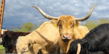 The Elm Tree Farm MN | Farm Stay USA