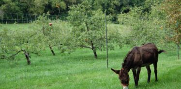 The Elm Tree Farm MN | Farm Stay USA