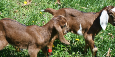 baby goat kids