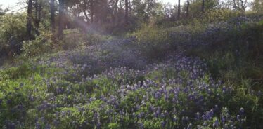 Shamba Permaculture Farm TX | Farm Stay USA