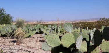 Eco-Ranch Sustainable Living Educational Center TX | Farm Stay USA