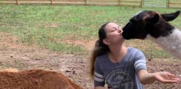 New London Farm GA | Farm Stay USA