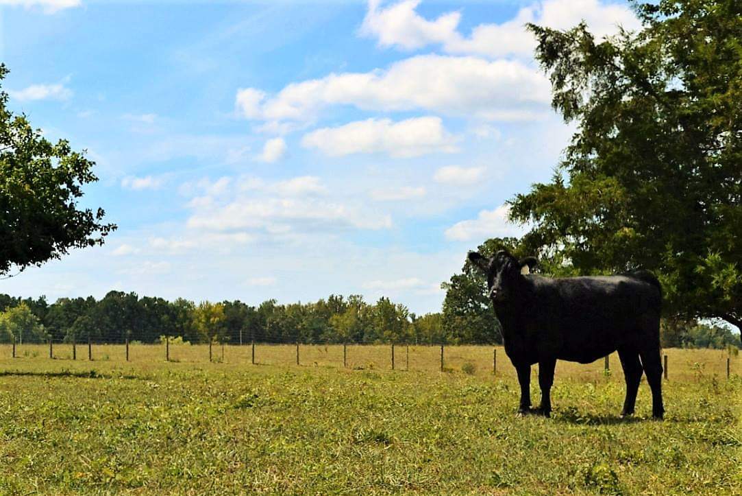 Felicity Farms Farm Stay USA