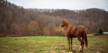 Horse in field