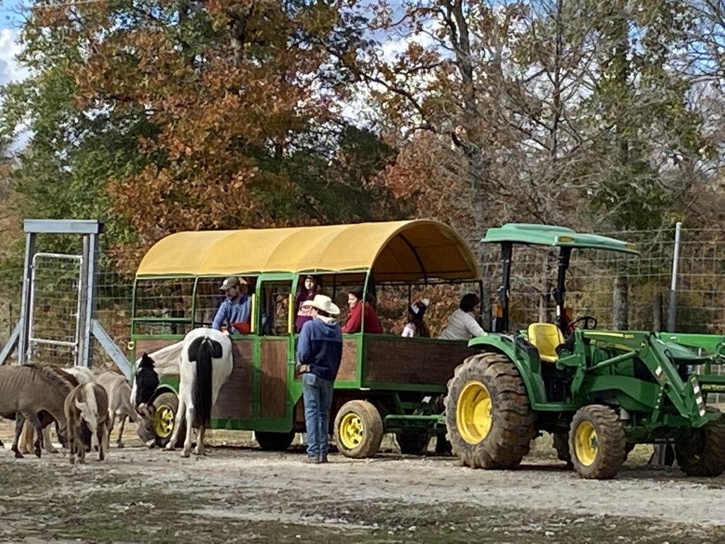 guests sitting in a covered hay wagon pulled by a tractor and surrounded by livestock