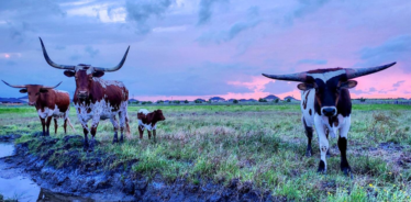 longhorn cattle on pasture