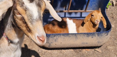 a goat sitting in a trough and antoher goat