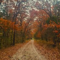 the fall foliage