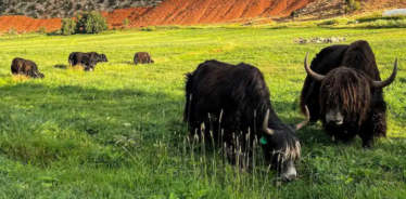 yaks and sheep grazing with mountains in the background