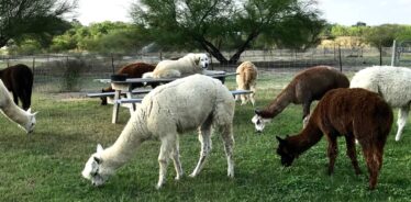 alpacas grazing in a pasture