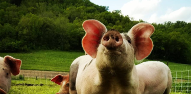 a pig looking up at the sky in a green pasture with mountains in the background